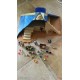 Pyramide Playmobil